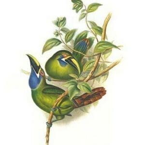 Blue Throated Toucanet by John Gould - Art Print