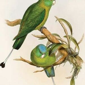 Blue Winged Racquet-Tail by John Gould - Art Print