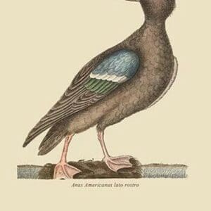 Blue Winged Shoveler by Mark Catesby #2 - Art Print