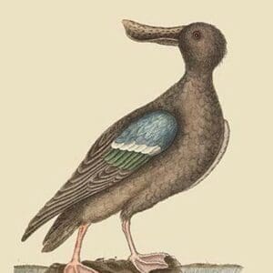 Blue Winged Shoveler by Mark Catesby - Art Print