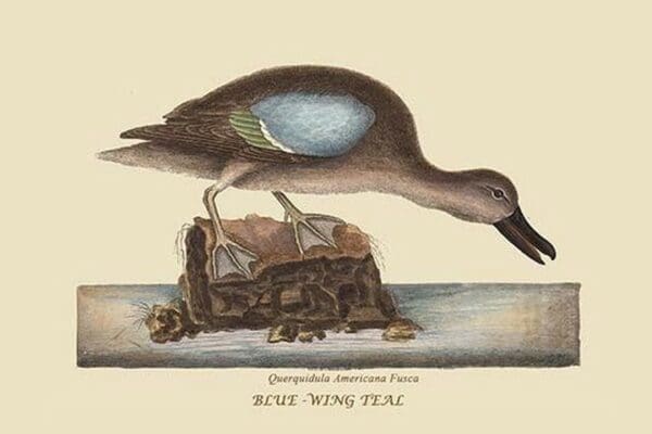 Blue Winged Teal by Mark Catesby #2 - Art Print