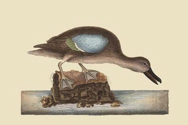 Blue Winged Teal by Mark Catesby - Art Print