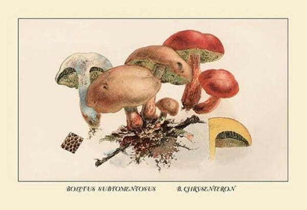 Boletus Subtomentosus and Boletus Chrysenteron by W. Hamilton Gibson - Art Print