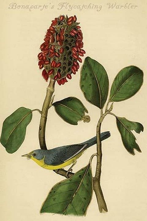 Bonaparte's Flycatching Warbler by John James Audubon - Art Print