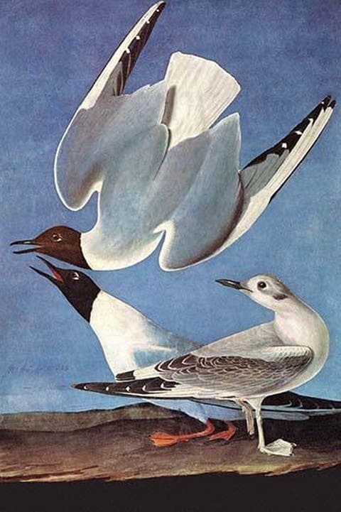 Bonapartes Gull by John James Audubon - Art Print