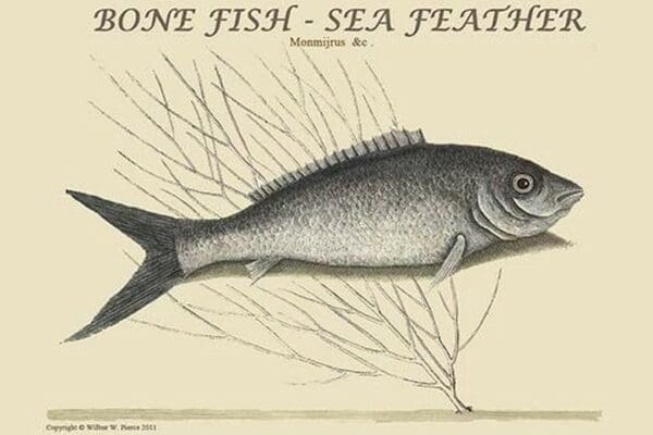 Bone Fish - Sea Feather by Mark Catesby - Art Print