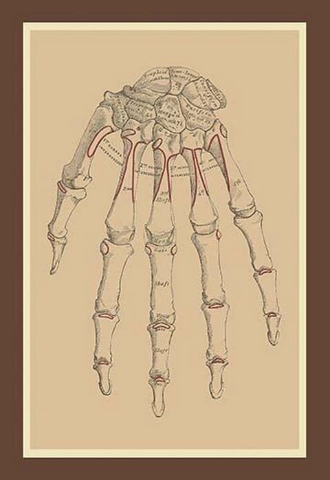 Bones of the Upper Row - Art Print