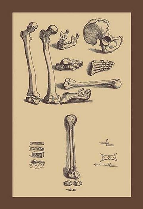 Bones with Tools by Andreas Vesalius - Art Print