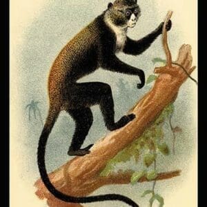 Boutourlini's Guenon by G.R. Waterhouse - Art Print