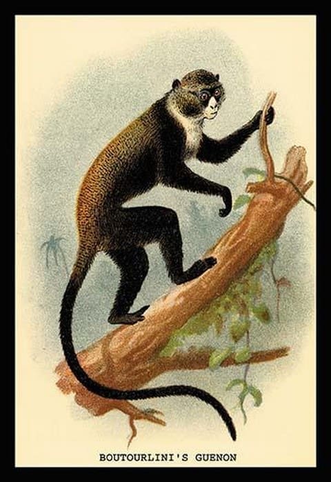 Boutourlini's Guenon by G.R. Waterhouse - Art Print