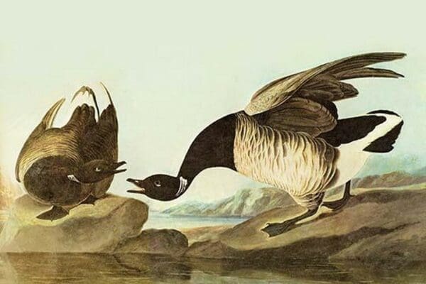 Brant by John James Audubon - Art Print