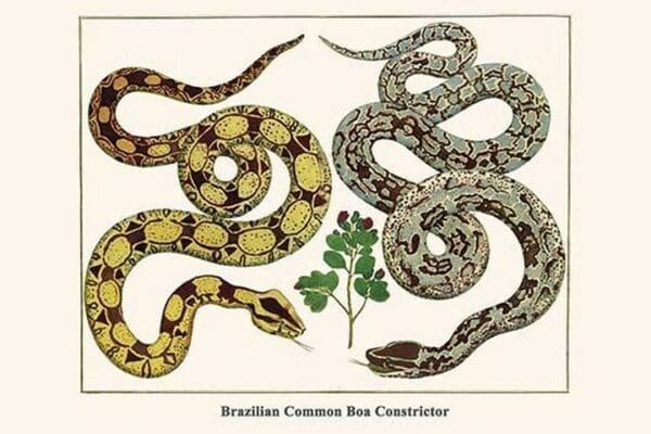 Brazilian Common Boa Constrictor by Albertus Seba - Art Print