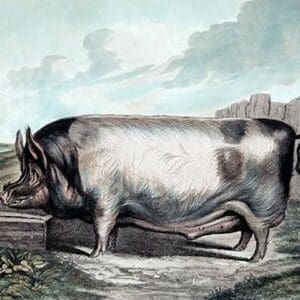 British Boar by Edwin Landseer - Art Print