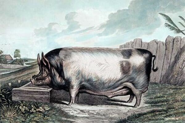 British Boar by Edwin Landseer - Art Print