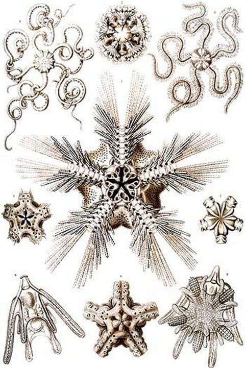 Brittle Stars by Ernst Haeckel - Art Print