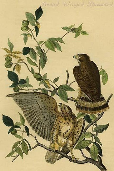 Broad Winged Buzzard by John James Audubon - Art Print