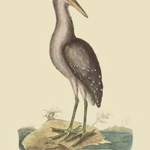 Brown Bittern by Mark Catesby - Art Print