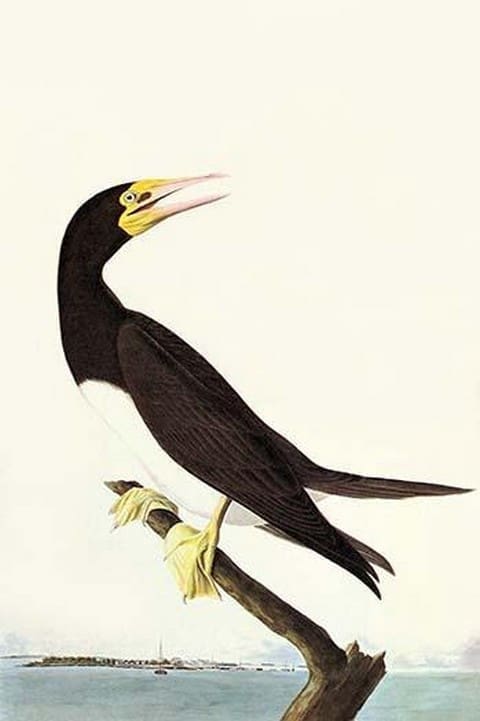 Brown Booby by John James Audubon - Art Print