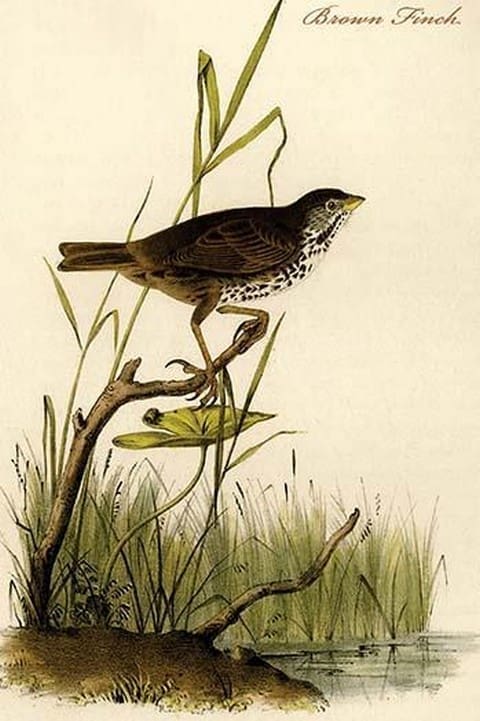 Brown Finch by John James Audubon - Art Print