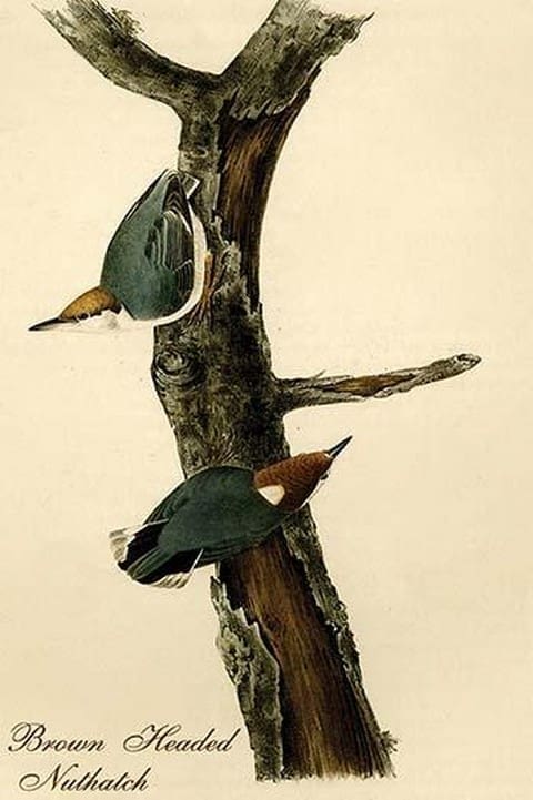 Brown Headed Nuthatch by John James Audubon - Art Print