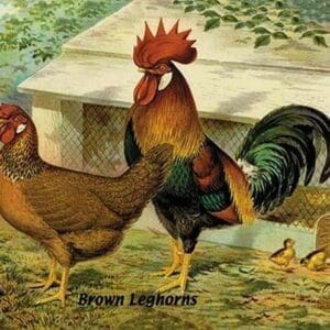 Brown Leghorns - Art Print