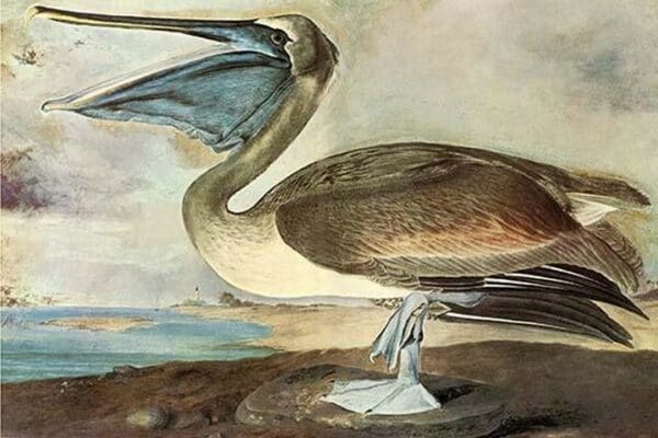 Brown Pelican by John James Audubon #2 - Art Print