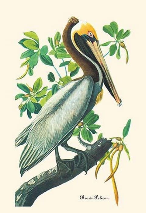 Brown Pelican by John James Audubon - Art Print