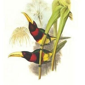 Brown mandibled Aracari by John Gould #2 - Art Print