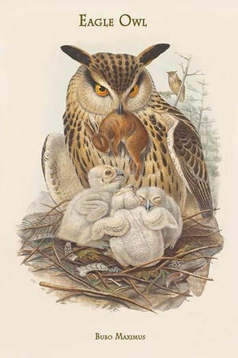 Bubo Maximus - Eagle Owl by John Gould - Art Print