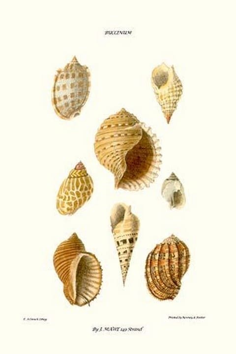 Buccinum Shells By John Mawe - Art Print