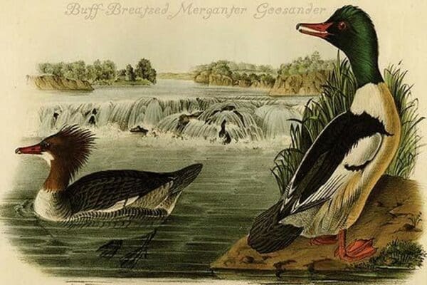 Buff-Breasted Merganter Goosander by John James Audubon - Art Print