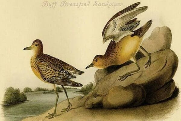 Buff Breasted Sandpiper by John James Audubon - Art Print