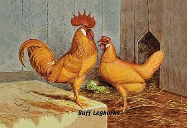 Buff Leghorns - Art Print