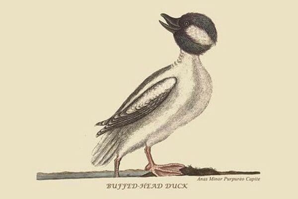 Buffed Head Duck by Mark Catesby #2 - Art Print