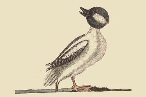 Buffed Head Duck by Mark Catesby - Art Print