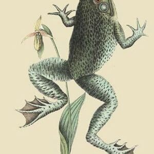 Bull Frog by Mark Catesby #2 - Art Print