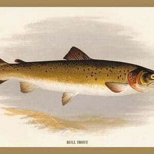 Bull Trout by A.F. Lydon - Art Print