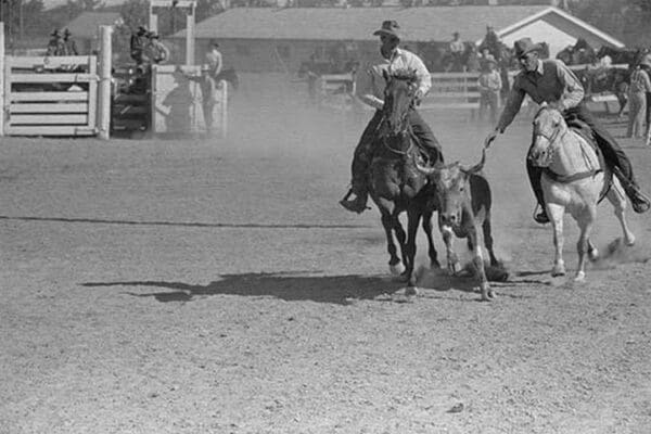 Bulldogging by Arthur Rothstein #4 - Art Print