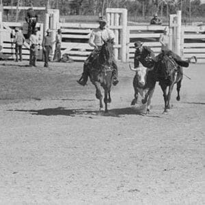 Bulldogging by Arthur Rothstein - Art Print