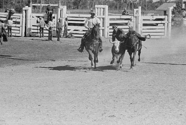 Bulldogging by Arthur Rothstein - Art Print