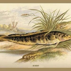 Burbot by A.F. Lydon - Art Print