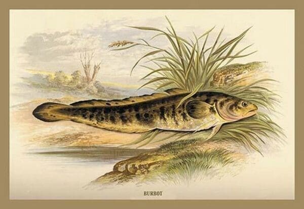 Burbot by A.F. Lydon - Art Print