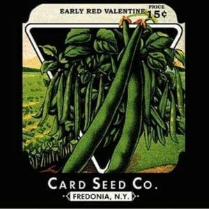 Bush Beans: Early Red Valentine - Art Print