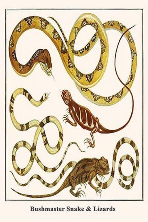 Bushmaster Snake & Lizards by Albertus Seba - Art Print