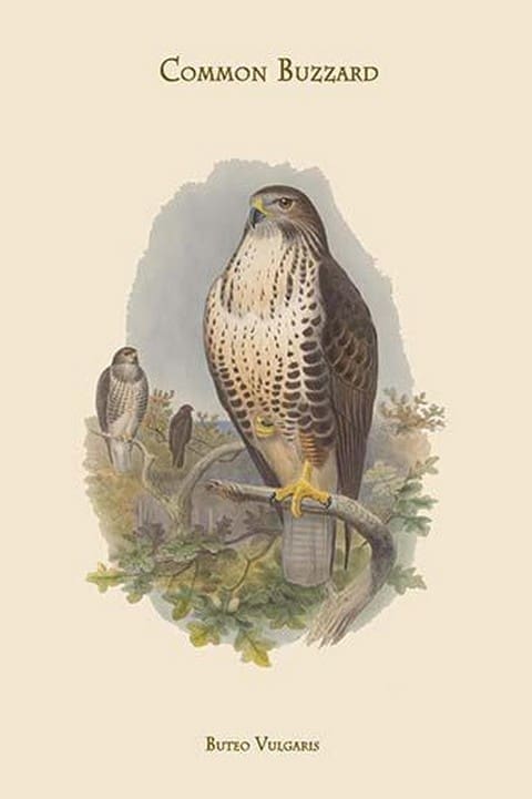 Buteo Vulgaris - Common Buzzard by John Gould - Art Print