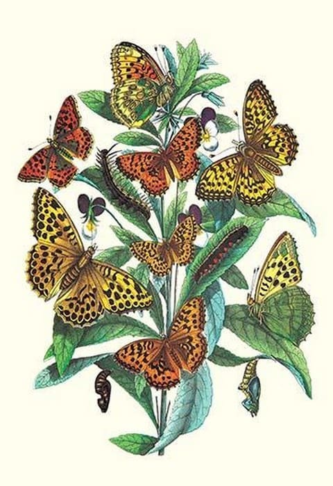 Butterflies: A. Dia