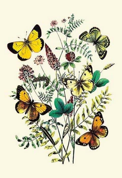 Butterflies: C. Palaeno