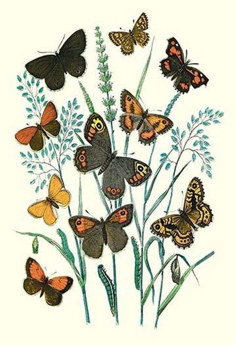 Butterflies: E. Hyperanthus