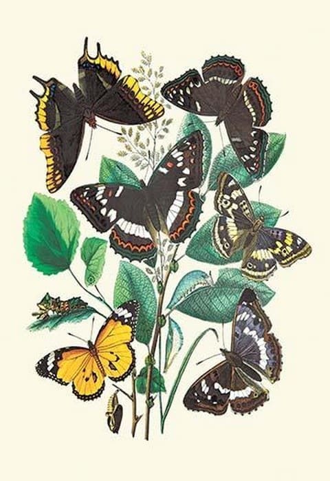 Butterflies: L. Populi