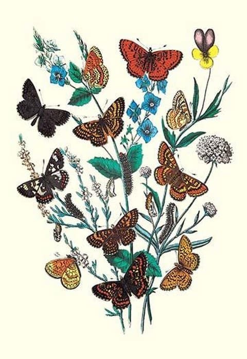 Butterflies: M. Cynthia